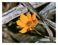 Coreopsis. Photograph by Audrey Blumeneau