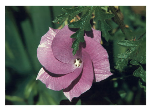 "Hibiscus" - Photograph by Audrey Blumeneau