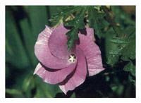 Hibiscus Flower. Photograph by Audrey Blumeneau