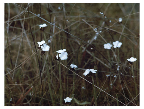 "White Flowers" Photograph by Audrey Blumeneau