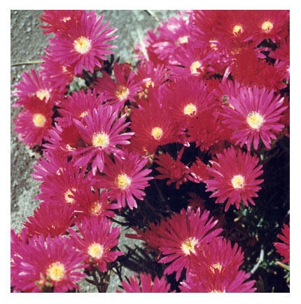 "Pink Ice Plant" Photograph by Audrey Blumeneau