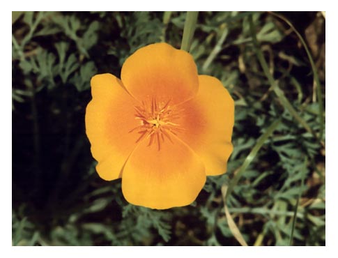 California Poppy - Photograph by Audrey Blumeneau