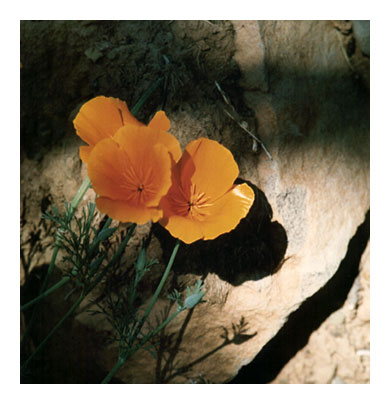 "Poppies on the Rock" Photograph by Audrey Blumeneau