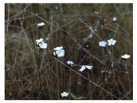 "White Flowers" Photograph by Audrey Blumeneau