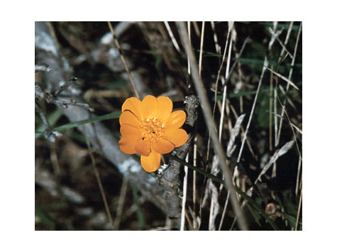 "Buttercup" California - Photograph by Audrey Blumeneau