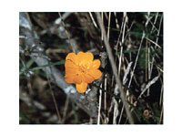 Yellow Flower -  Photograph by Audrey Blumeneau